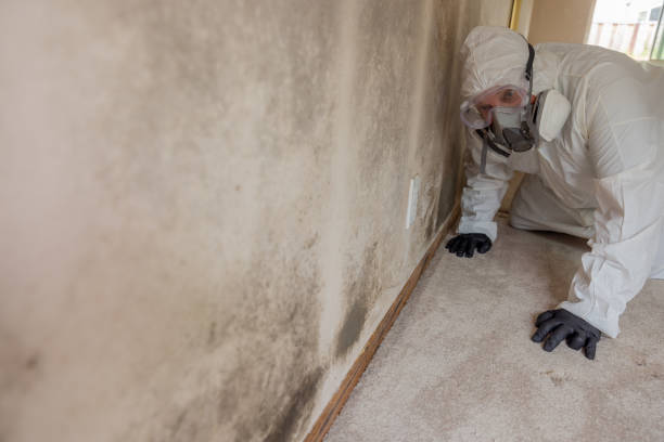 Best Basement Mold Removal in Mcadoo, PA